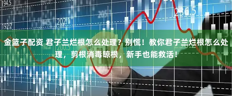金篮子配资 君子兰烂根怎么处理？别慌！教你君子兰烂根怎么处理，剪根消毒晾根，新手也能救活！